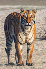 Bengal Tiger