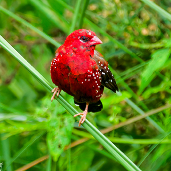 Bird Watching