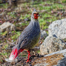 Blood Pheasant