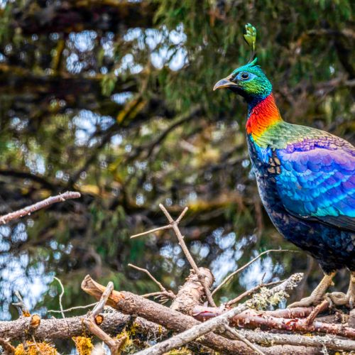 Himalayan Monal Birding Tour Nepal