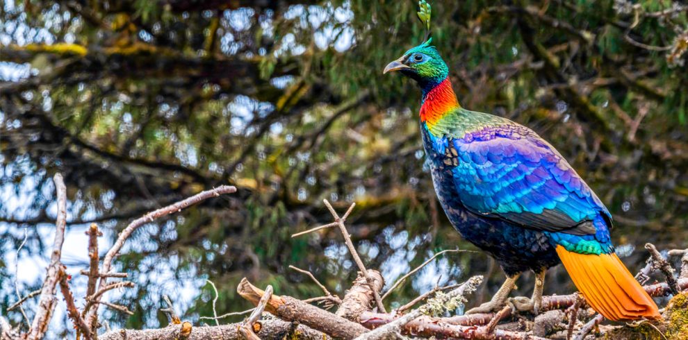 Himalayan Monal Birding Tour Nepal