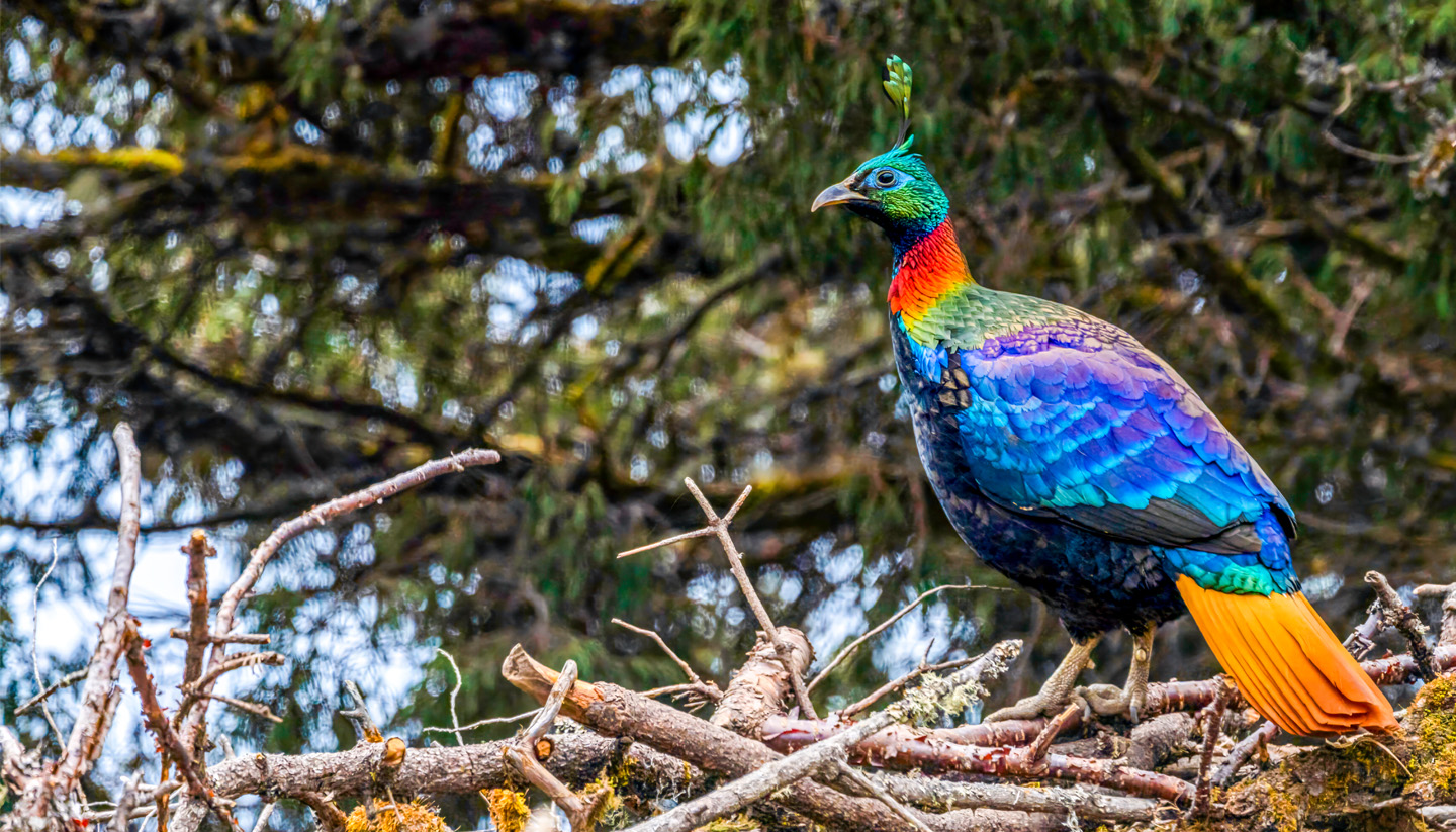 Himalayan Monal Birding Tour Nepal