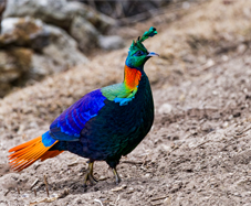 Himalayan Monal
