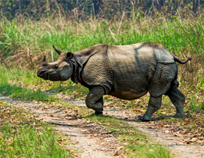 Indian rhinoceros