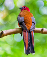 Red-headed trogon