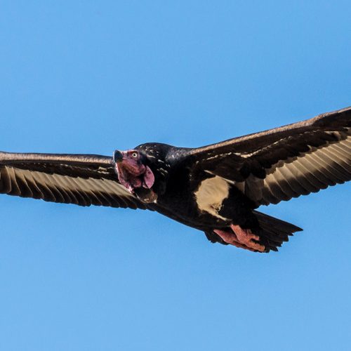 Annapurna Birding Tour