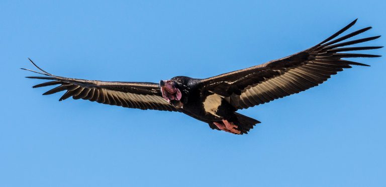 Annapurna Birding Tour