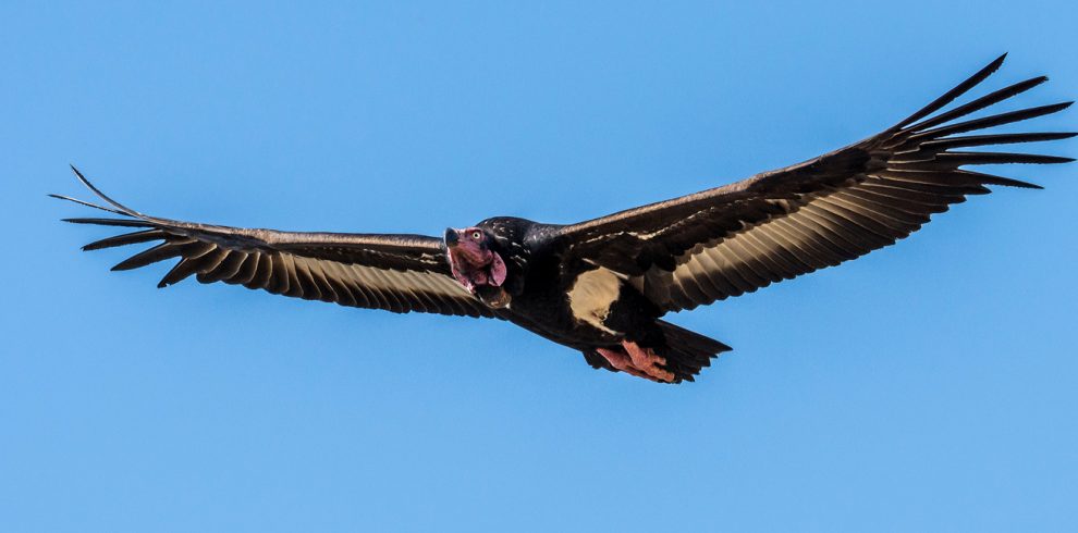 Annapurna Birding Tour
