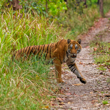 Bardia National Park