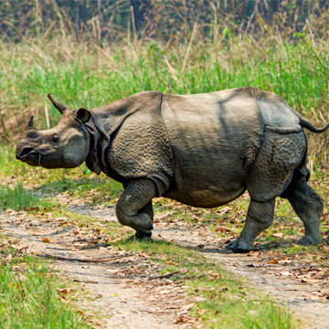 Chitwan National Park