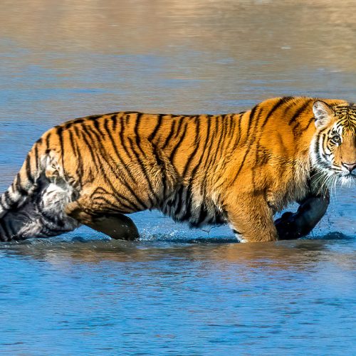 Jungle Safari in Nepal