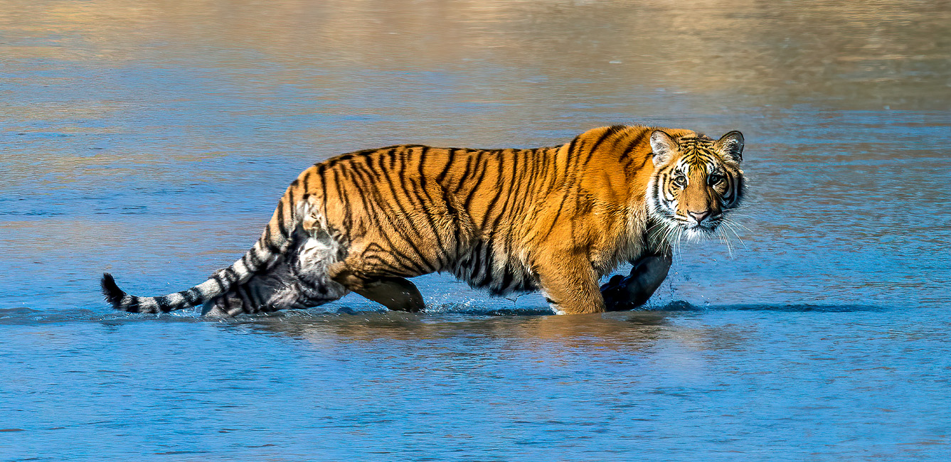 Jungle Safari in Nepal