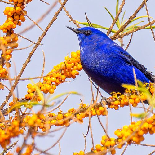 Langtang Birding Tour