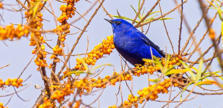 Langtang Birding Tour
