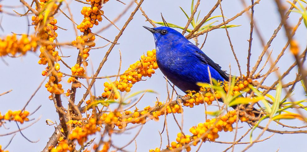 Langtang Birding Tour
