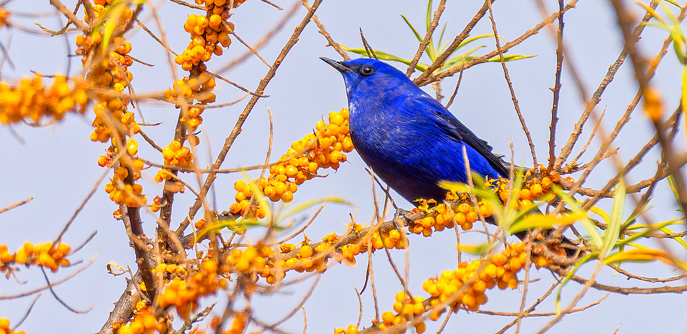 Langtang Birding Tour
