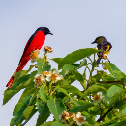 Phulchowki Bird Watching