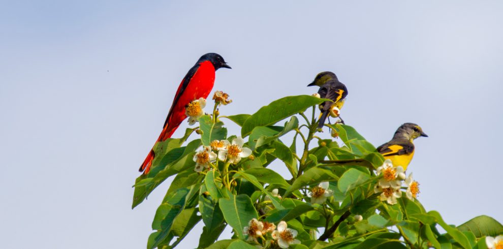 Phulchowki Bird Watching