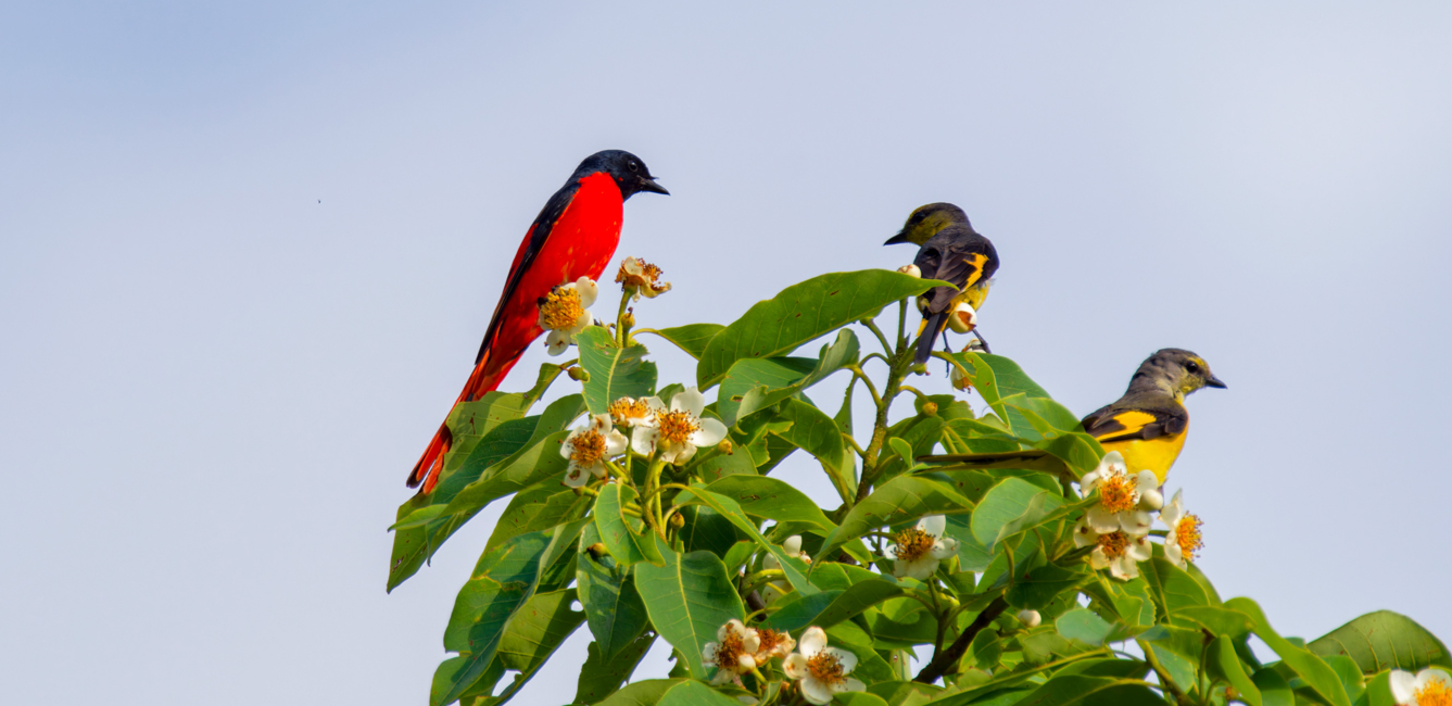 Phulchowki Bird Watching