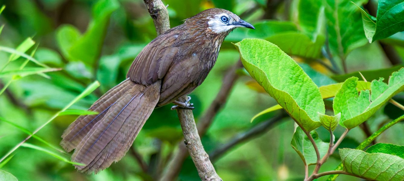 Spiny Babbler Birding Tour