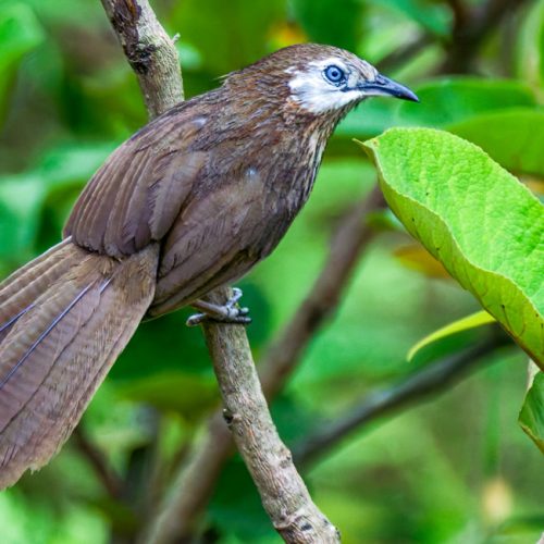 Spiny Babbler Birding Tour