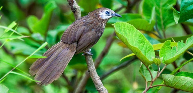 Spiny Babbler Birding Tour