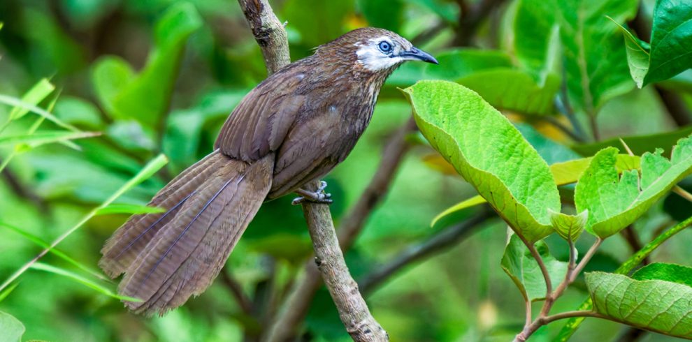 Spiny Babbler Birding Tour