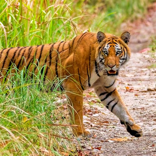 Tiger Photography Tour Nepal