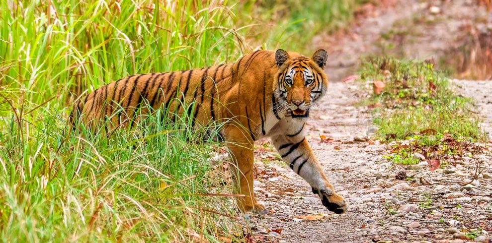 Tiger Photography Tour Nepal