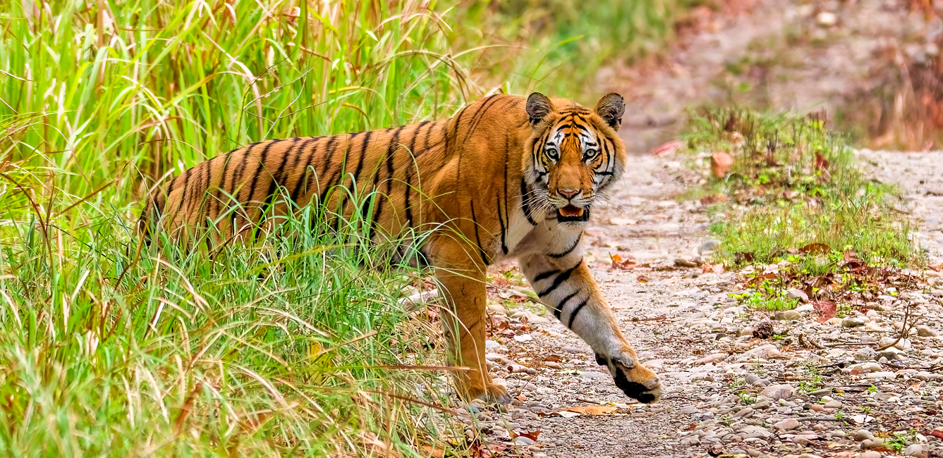 Tiger Photography Tour Nepal