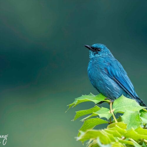Annapurna Birdwatching Tour
