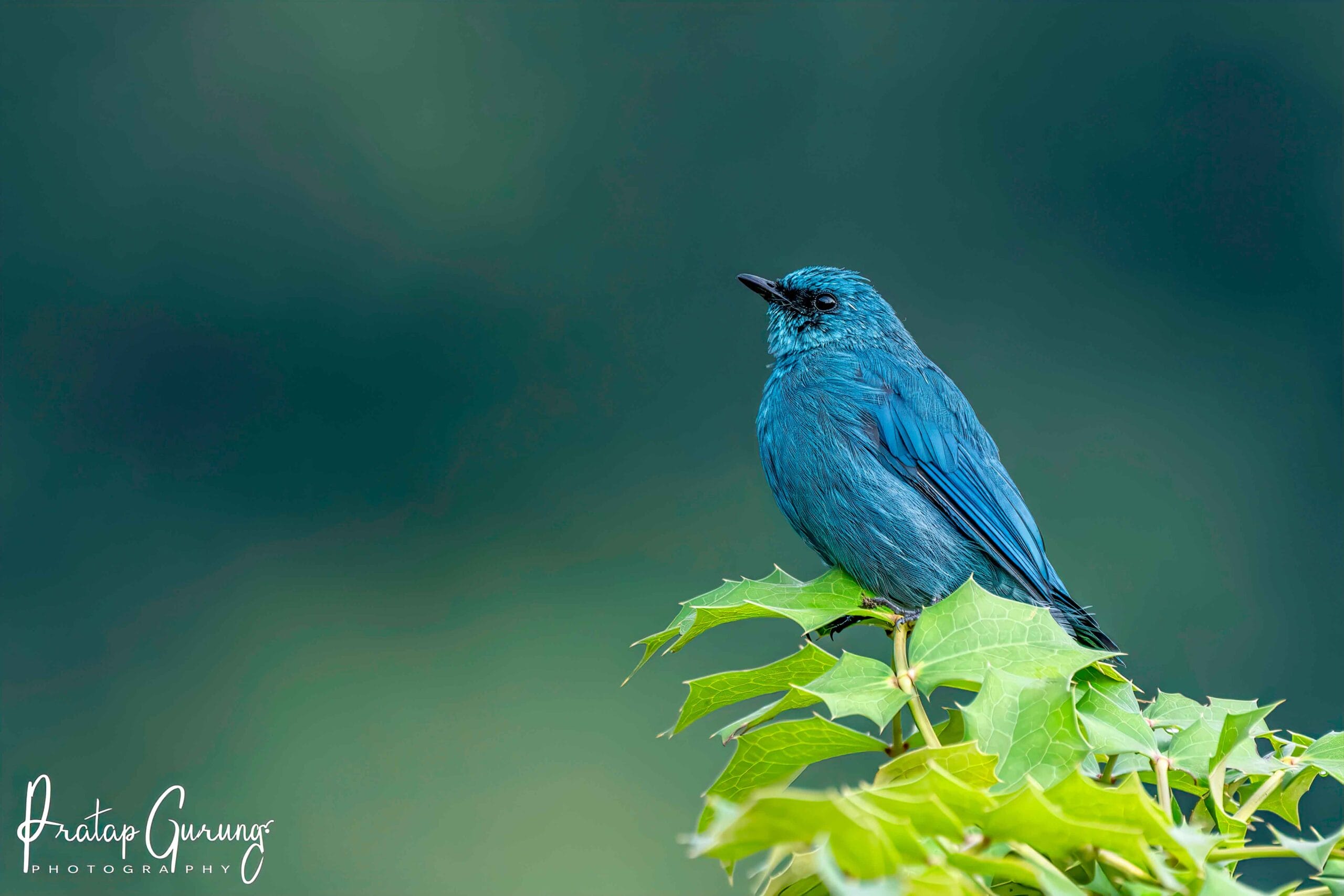 Annapurna Birdwatching Tour