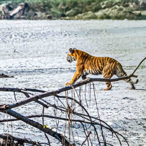 Bengal Tiger Photography Nepal