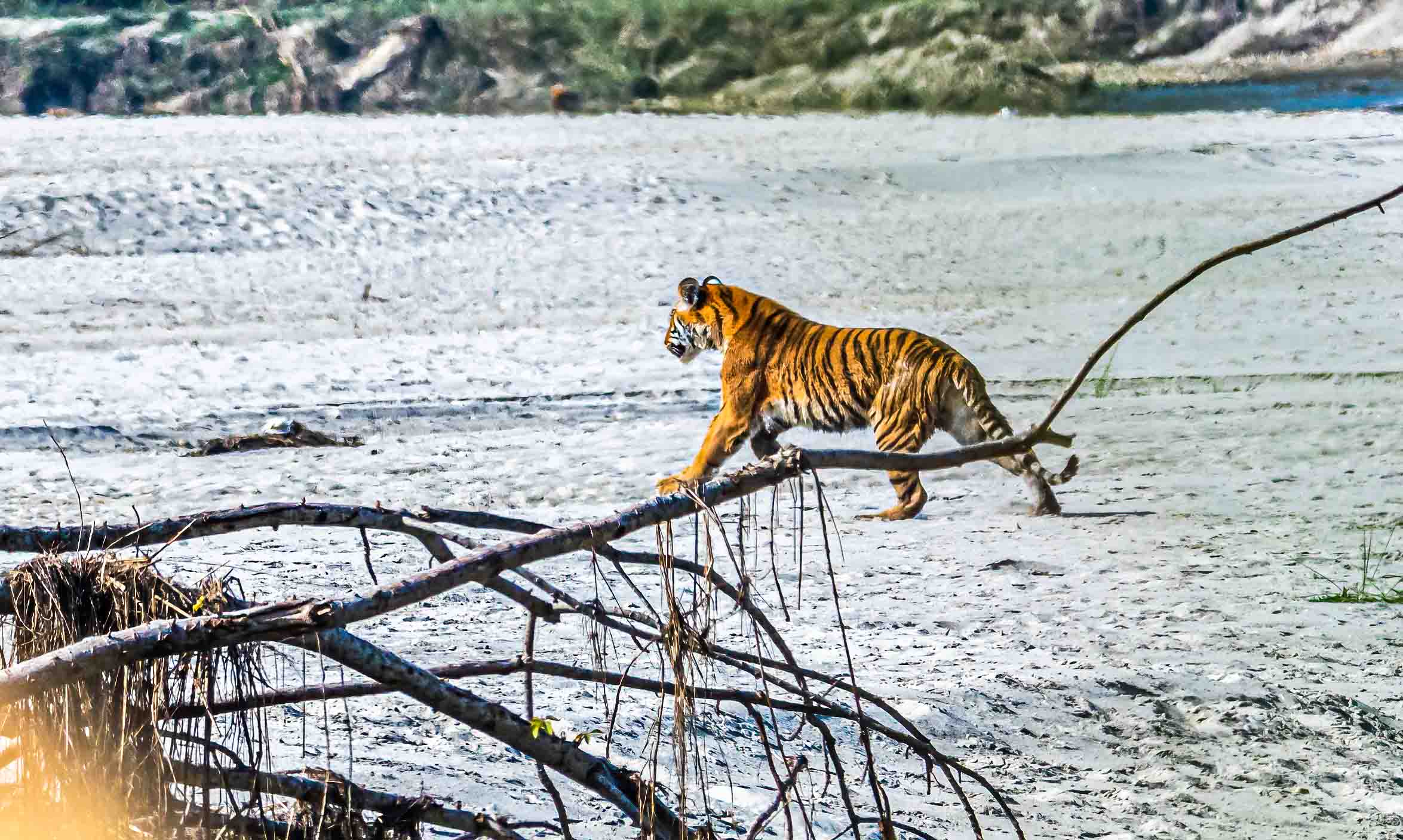 Bengal Tiger Photography Nepal