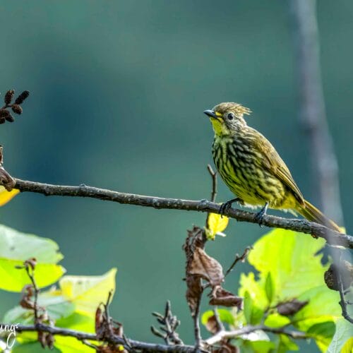 Bird Watching in Annapurna