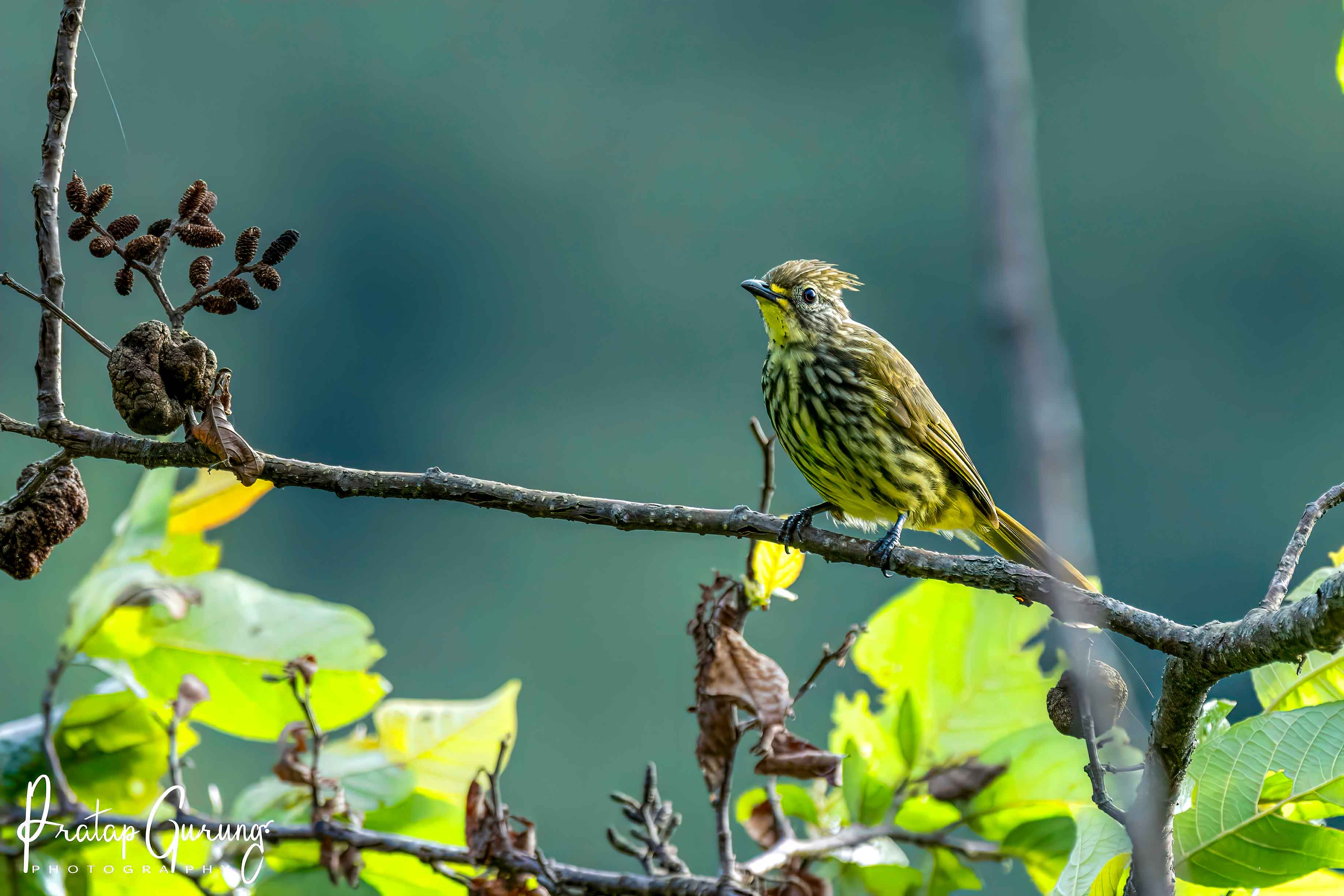 Bird Watching in Annapurna