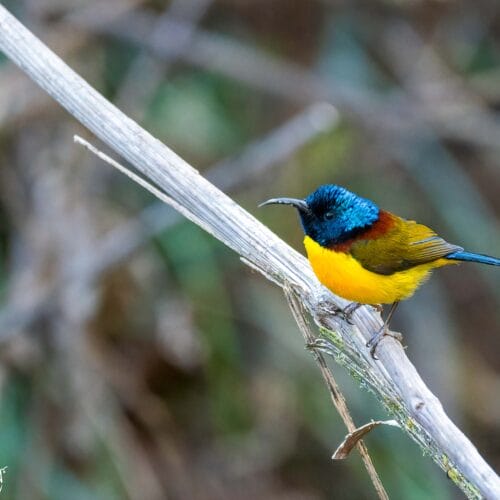 Bird Watching in Kathmandu Valley