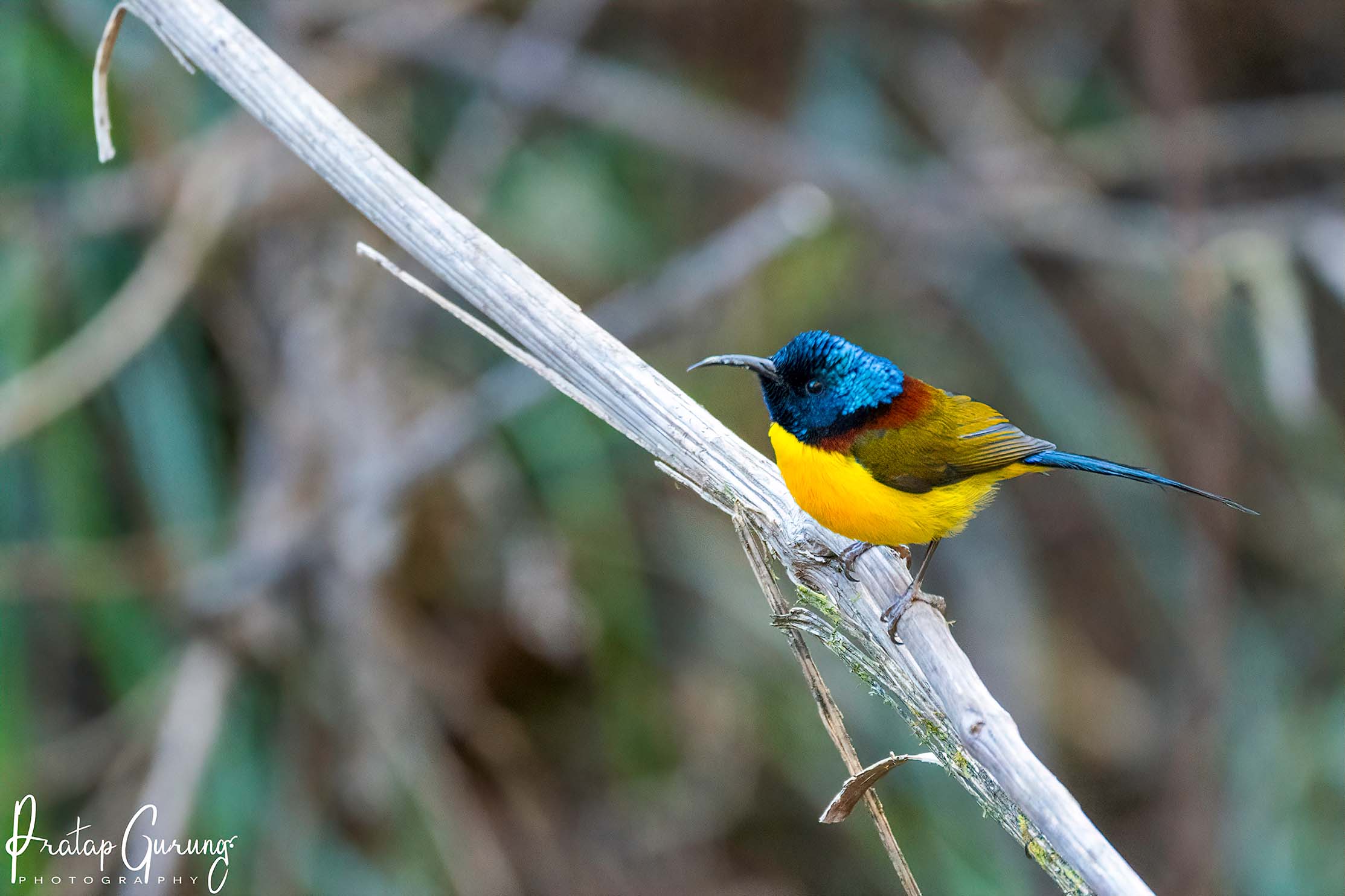 Bird Watching in Kathmandu Valley