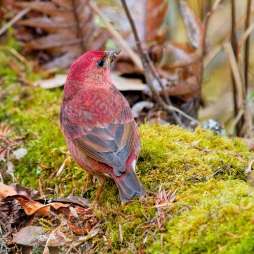 Bird Watching in Langtang Valley
