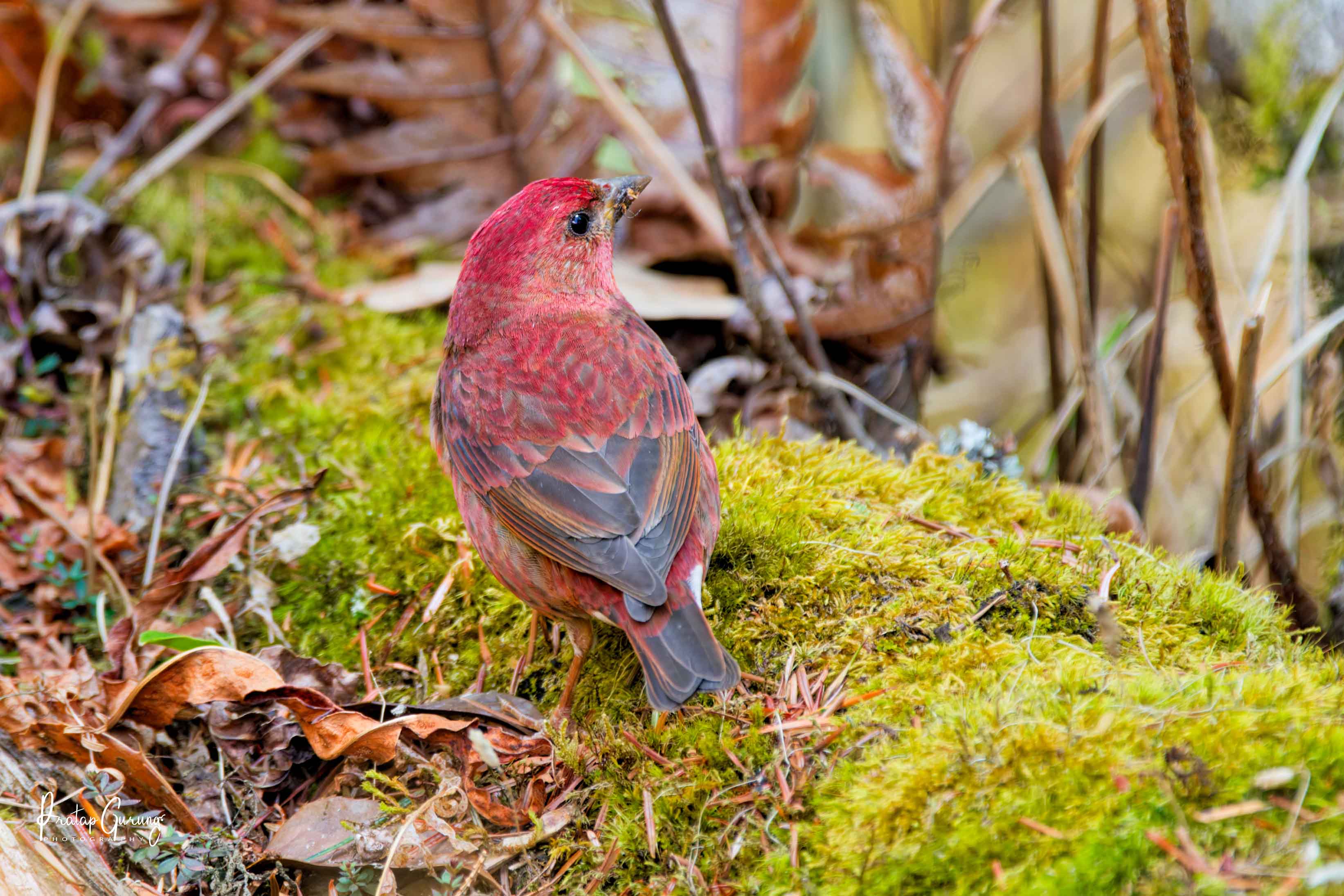 Bird Watching in Langtang Valley