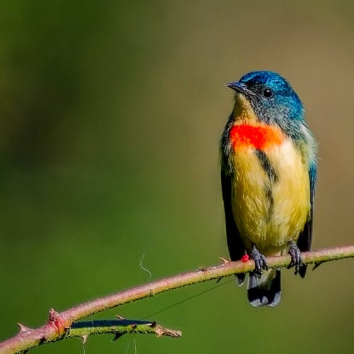 Bird Watching in Shivapuri