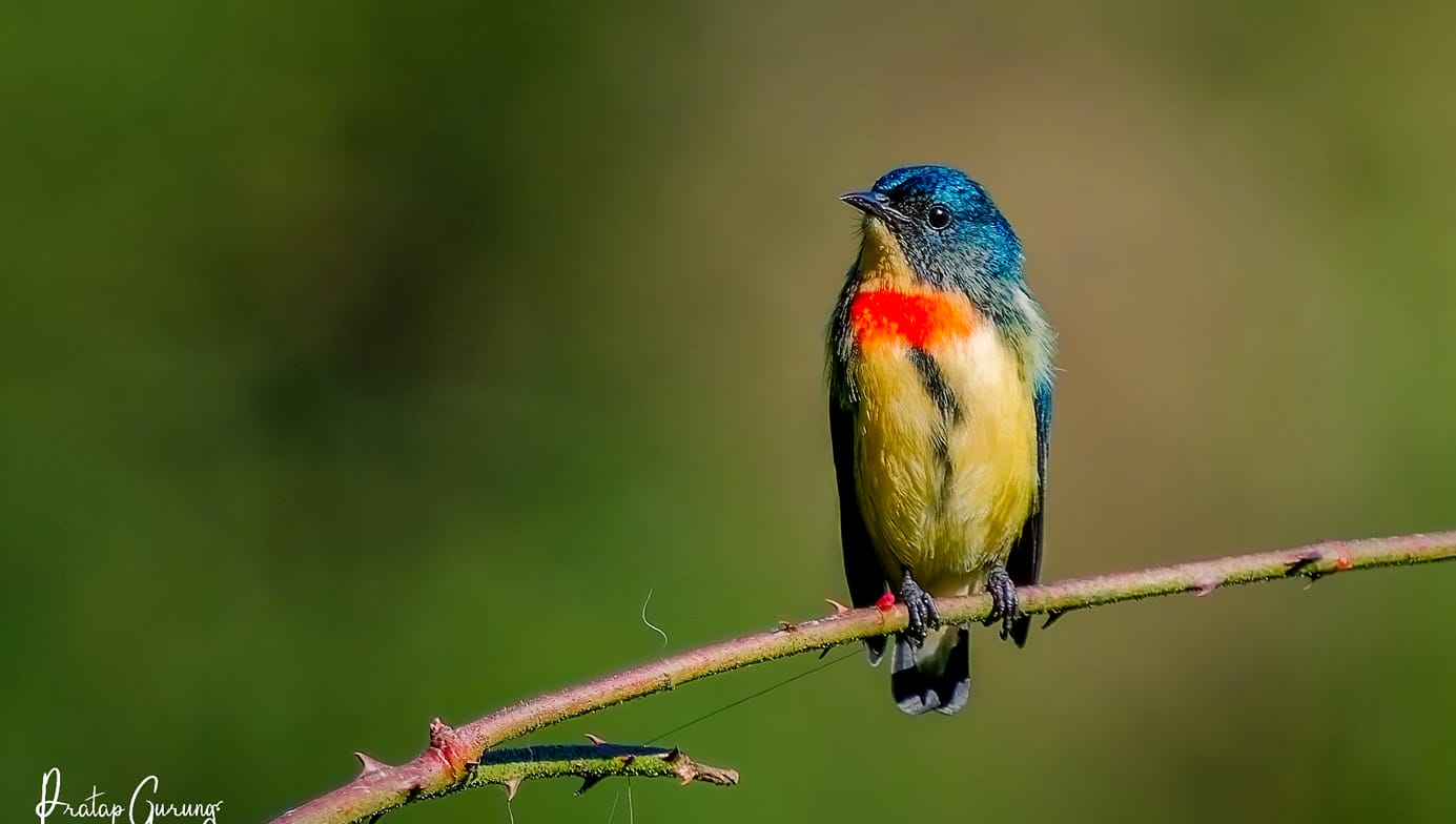 Bird Watching in Shivapuri