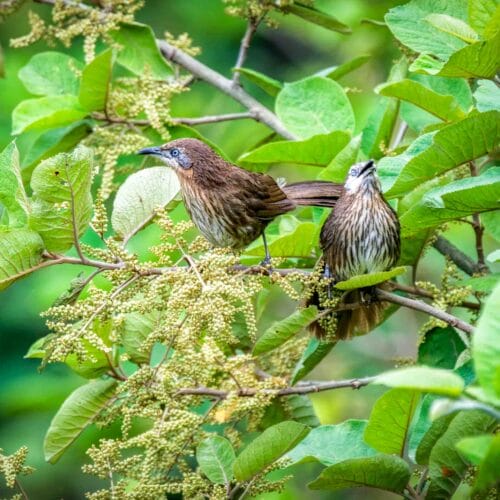 Endemic Bird Photography Nepal