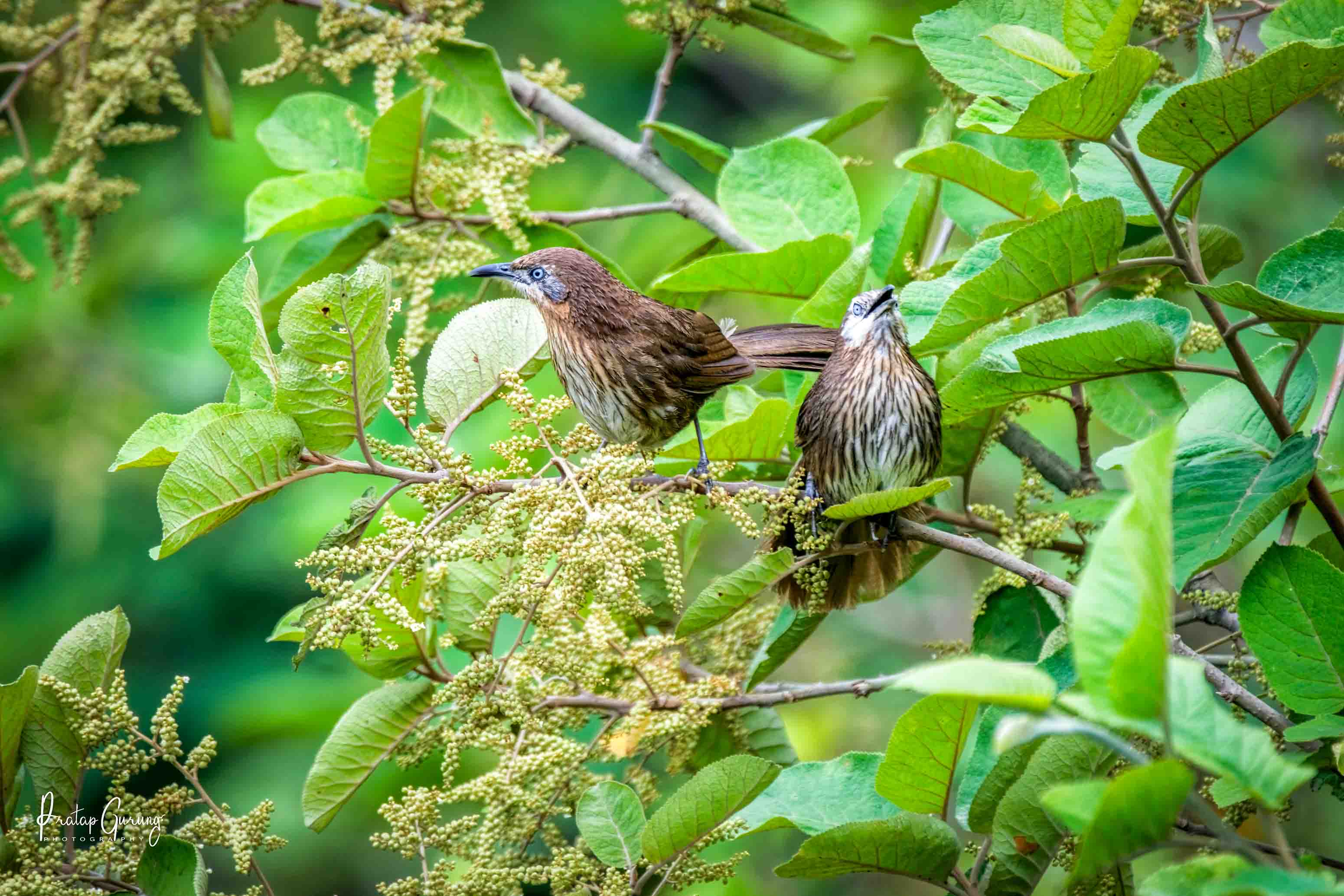 Endemic Bird Photography Nepal