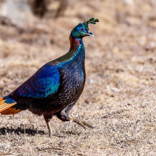 Himalayan Monal Birdwatching Tour