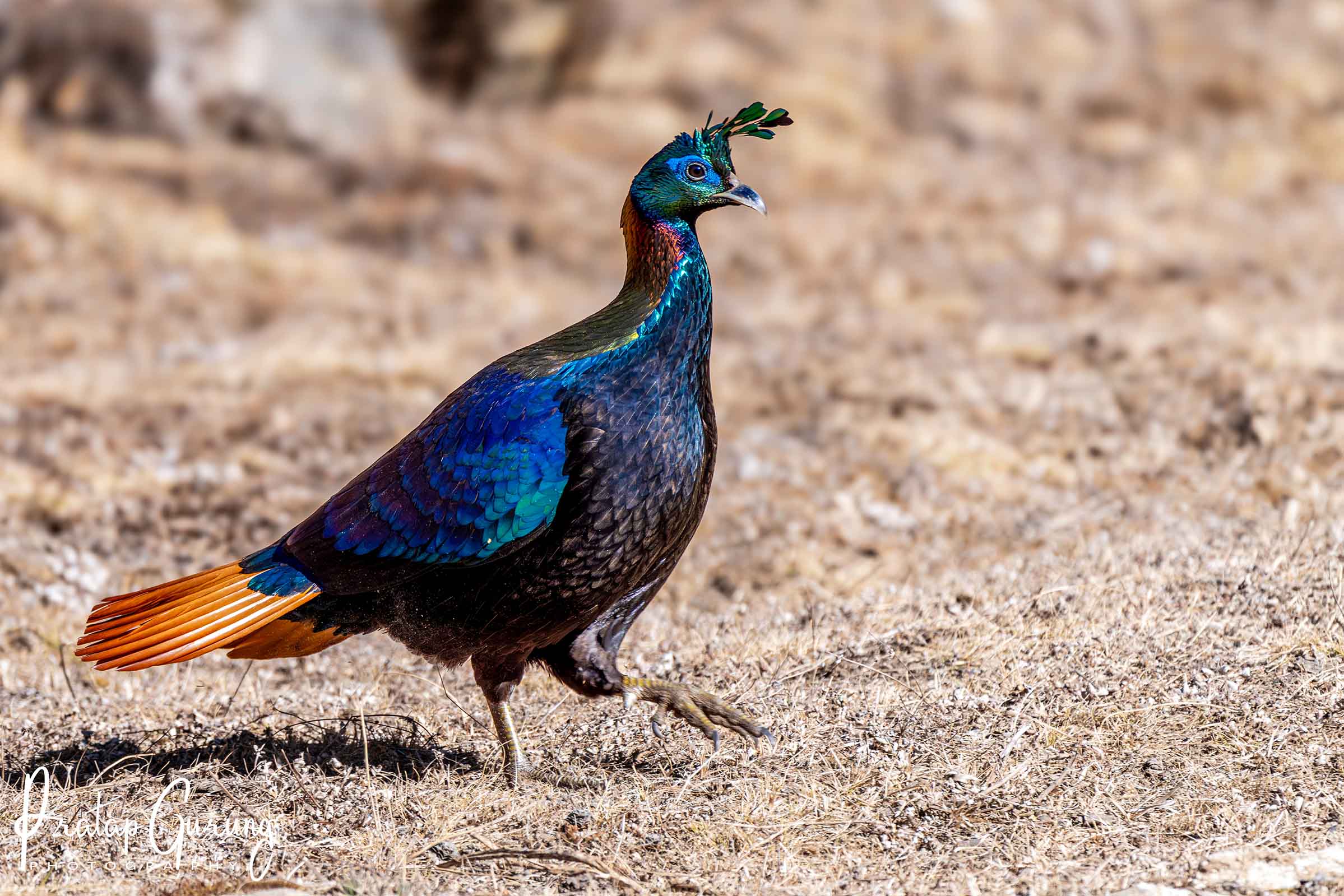 Himalayan Monal Birdwatching Tour