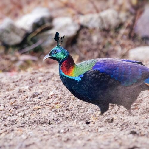 Himalayan Monal Photography Tour Nepal