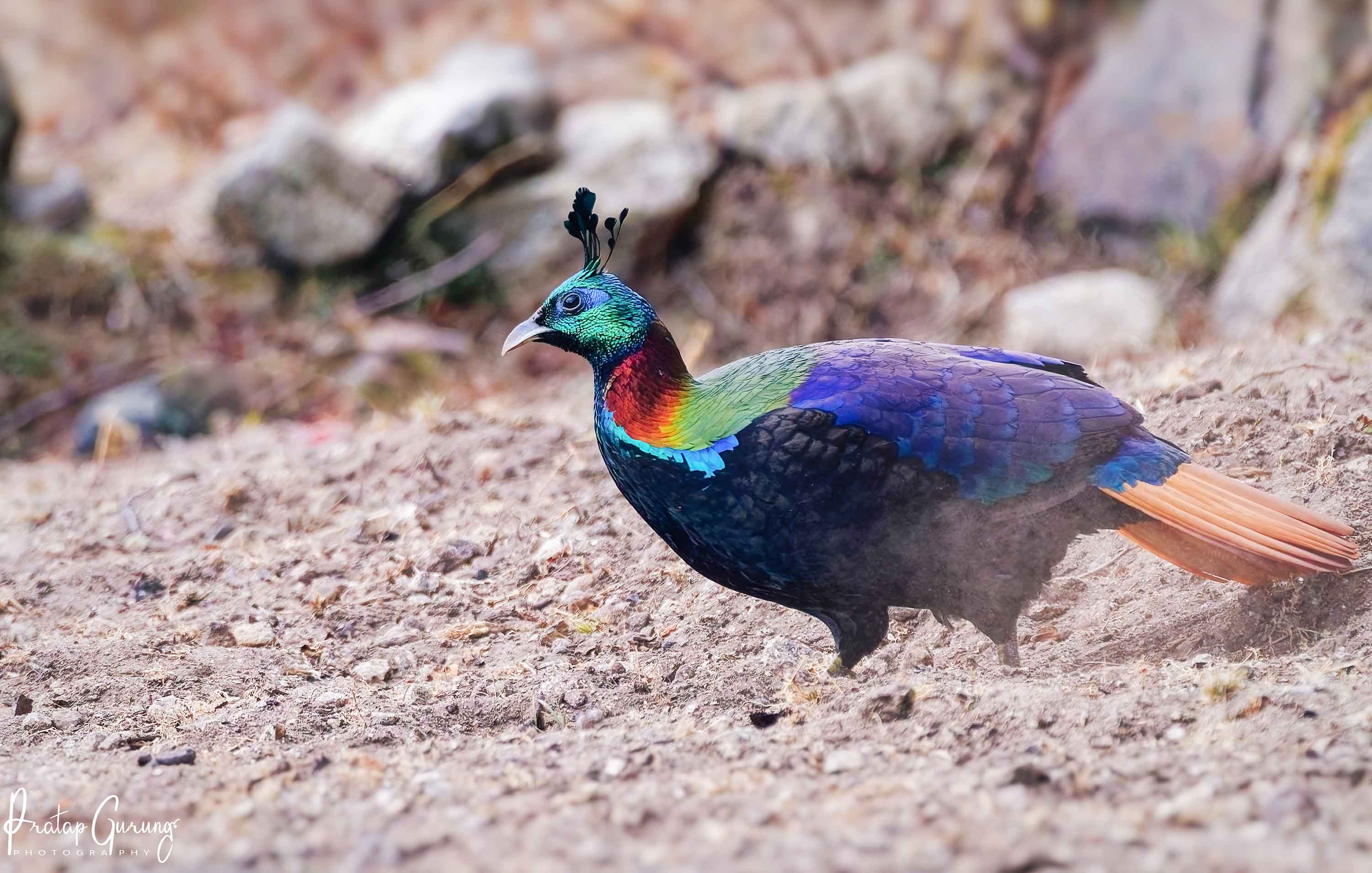 Himalayan Monal Photography Tour Nepal