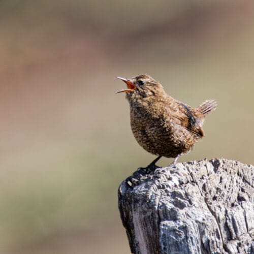 Langtang Valley Birdwatching Tour