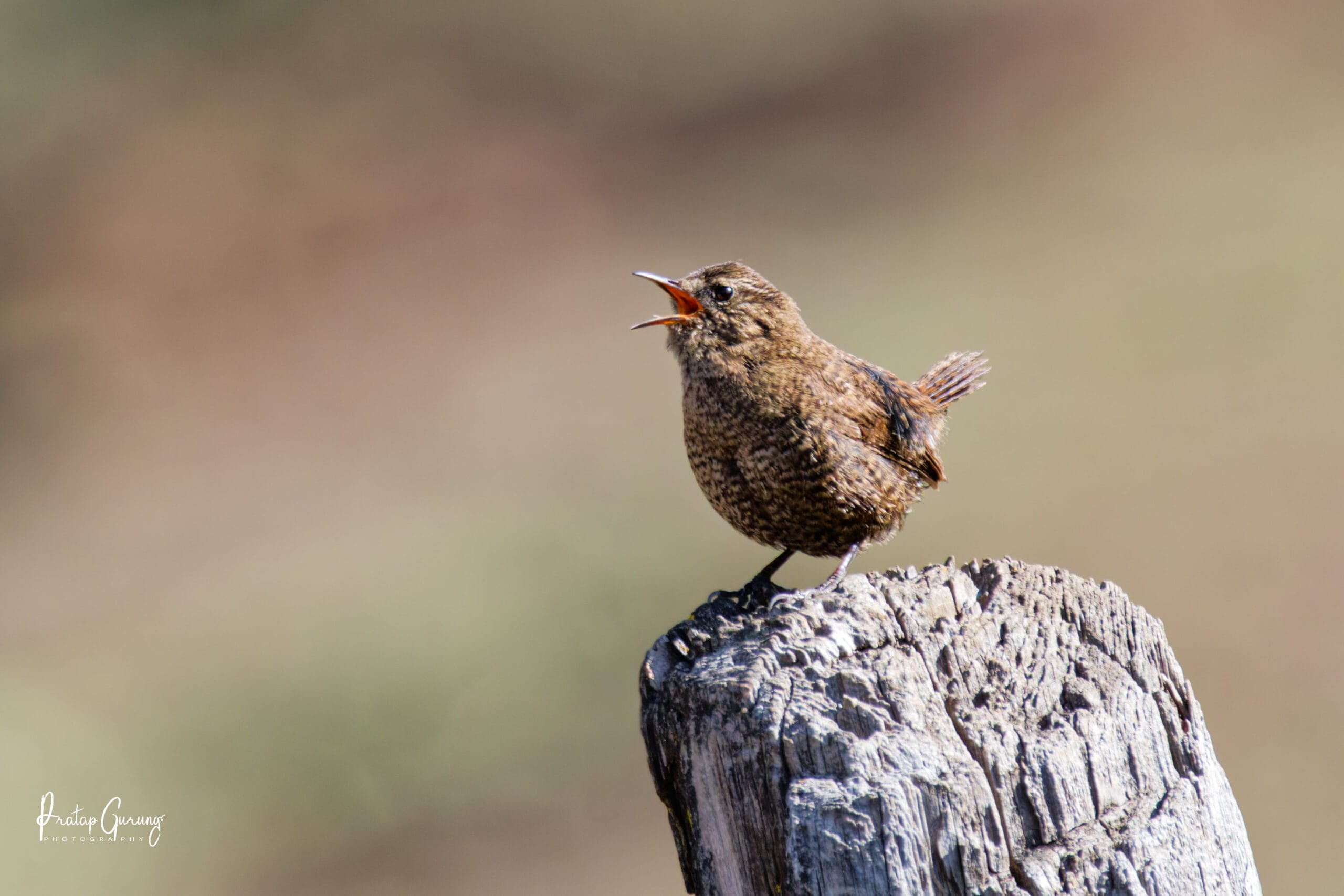 Langtang Valley Birdwatching Tour